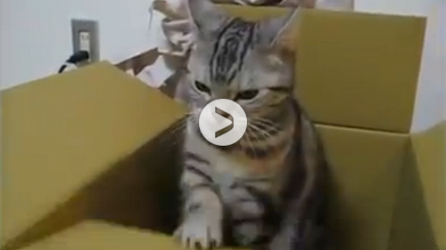 Video: Kočičí morseovka