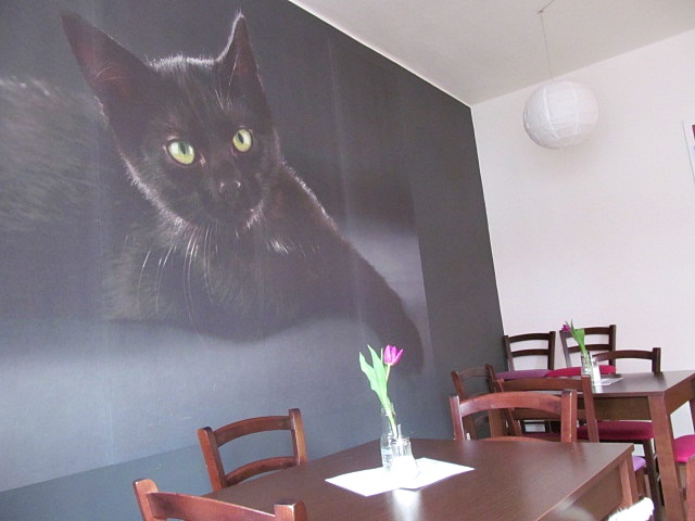 Koi kavrna CoffeeCat, Olomouc / Cat caf