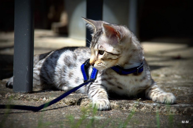 Savanov koka / Savannah Cat