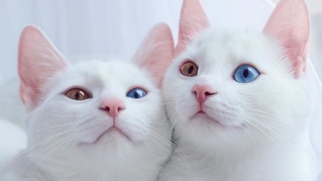 Fotočlánek: Krásná bílá kočičí dvojčata