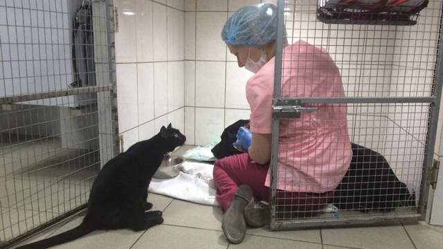 Fotočlánek: Kočičí ošetřovatel, sám nemocný a přesto pomáhá ostatním