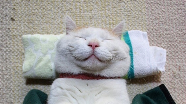 Fotočlánek: Kočičí úsměv