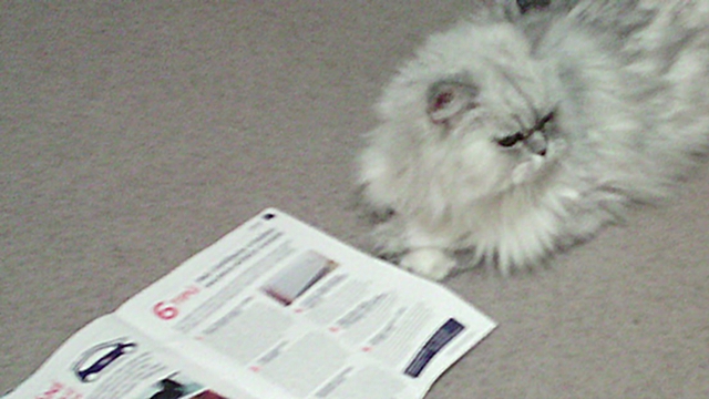 Proč kočky rády leží na novinách, které právě čtete?