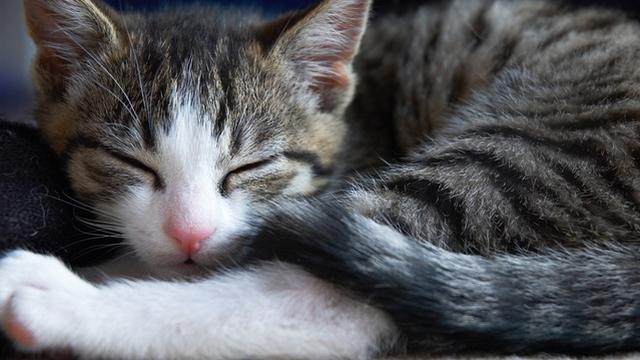 Veterinární poradna: Kotě zvrací z konzerv