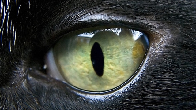 Fotočlánek: Detaily kočičích očí 3
