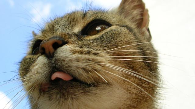 Veterinární poradna: Kočka má silný lovecký pud