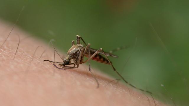 Veterinrn poradna: Je njak repelent proti hmyzu neohroujc koky?
