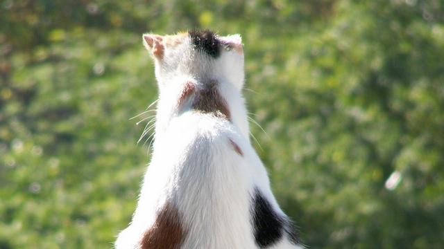 Veterinrn poradna: Laparoskopie a inhalan narkza u koek - o co se pesn jedn?