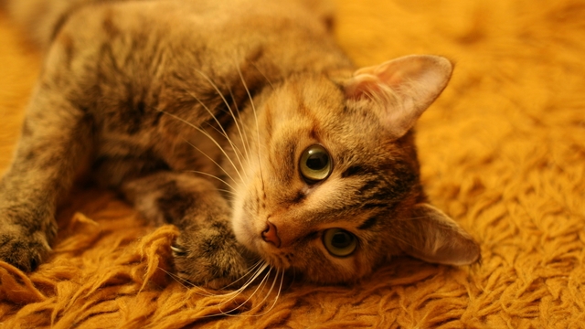 Proč kočky přešlapují na měkkém aneb co je to mléčný krok