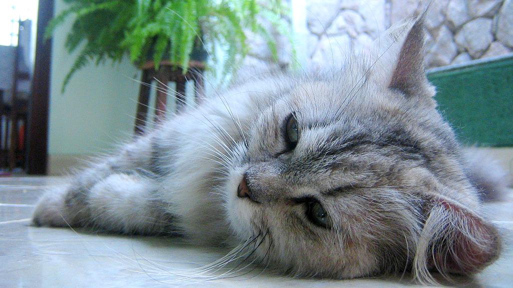 Veterinární poradna: Kočka nechodí na velkou, nehraje si
