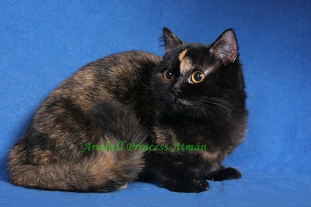 Plemeno britská krátkosrstá černě želvovinová kočka