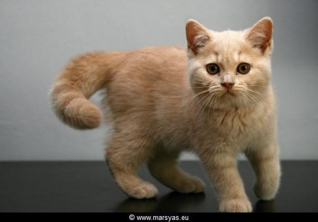 Plemeno britská krátkosrstá krémová kočka