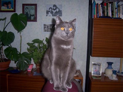 Valentýn