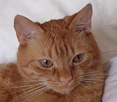 Maxík