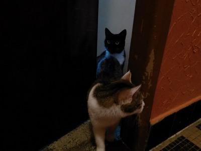 Myš a kočka bez oka