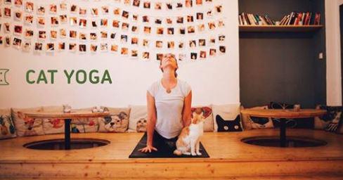 Cat Yoga 12 v Pelku - 14. ledna 2018