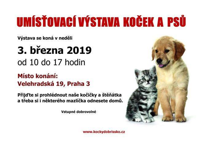  Umsovac vstava koek a ps ve veterinrn klinice Fnix  - 3. bezna 2019