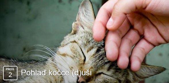 Pohla koce (d)ui - 2. prosince 2016