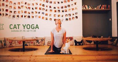 Cat Yoga v Pelku - 21. jna 2017