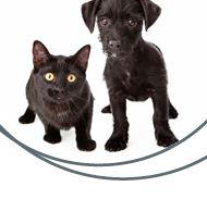 8. ronk veletrhu FOR PETS - 12. - 15. dubna 2018
