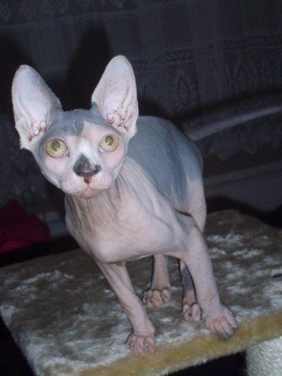 Tyrell Little Cat Pinxí: Já v celé své kráse