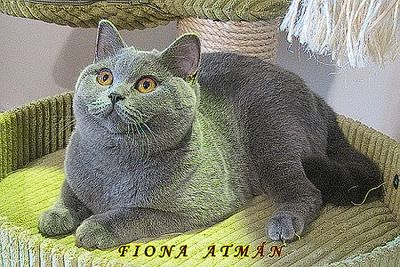 Fiona Atmn: Fiona na krbadle