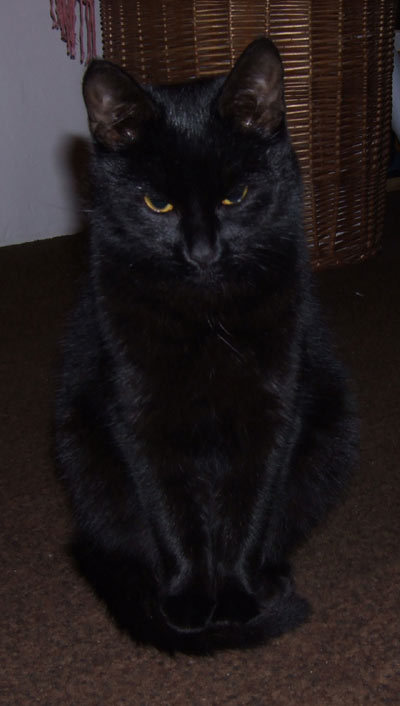 Kočka: Jsem moc černá, a tak jsem na fotkách vždycky jen černý flek...