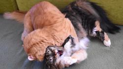 2/3 Renato, dělej něco! Jenda mě týrá.