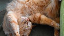 3/3 Renato, Zuzana si pěkně vymejlšlí, já jsem přece moc hodnej kocourek, taky si zasloužím pamlsek.