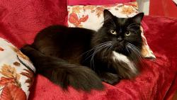 Ozdoba naší sedačky-náš Macík 🥰