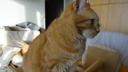 Zase opravujeme škrabadlo a zase to všechno zůstalo na mně.