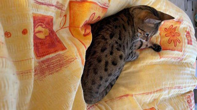 Vbec se mi nechce vstvat.