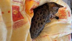 Vůbec se mi nechce vstávat.