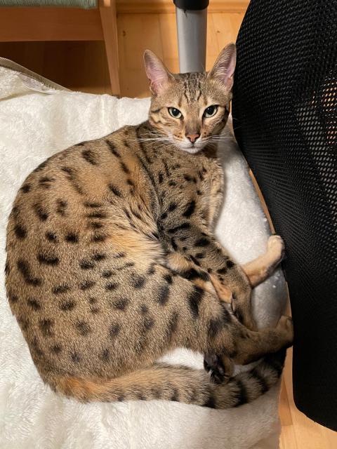 Jsem pr puntkat mra. Tsss!