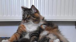 2/3 Pak si jednu zadní tlapu strčím za krk.