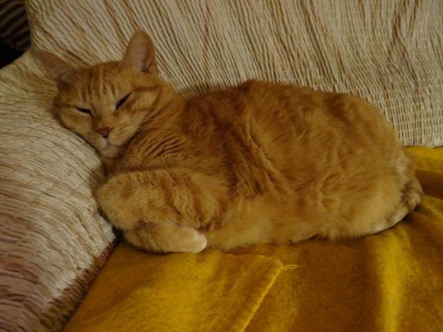 Sn�m o v�noc�ch, copak asi dostanu pod strome�ek.