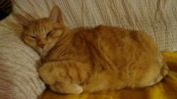 Sním o vánocích, copak asi dostanu pod stromeček.