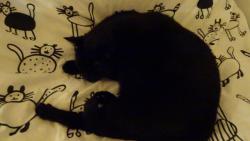 Já taky sním, ale o pořádném kusu čerstvého masíčka.