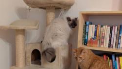 Paničce se podařilo vyfotit celou naši smečku pohromadě 🙂