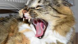 Kryšpína je moc soutěživá, je úplně jasný, že největší tlamu mám já.