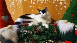 P�ejeme v�em ko�i�k�m i jejich obsluh�m kr�sn� V�noce a v�e  dobr� v roce 2026.