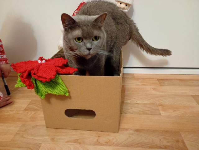 Kr�sn� V�noce 🌲🌹p�ejeme