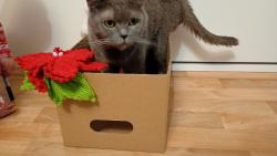 Kr�sn� V�noce 🌲🌹p�ejeme