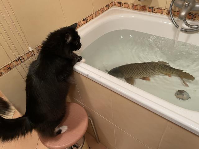 Zase po roce m�me tady v�noce 🌲 a my m�me zase �ivou hra�ku 🐟😂