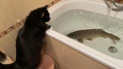 Zase po roce m�me tady v�noce 🌲 a my m�me zase �ivou hra�ku 🐟😂