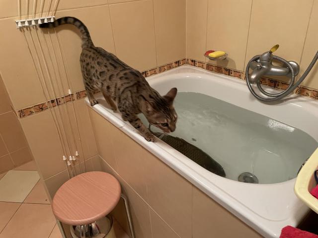 Safra, trochu to klou�e, tak mus�m opatrn�, abych nezahu�ela do vody ke kaprovi😂