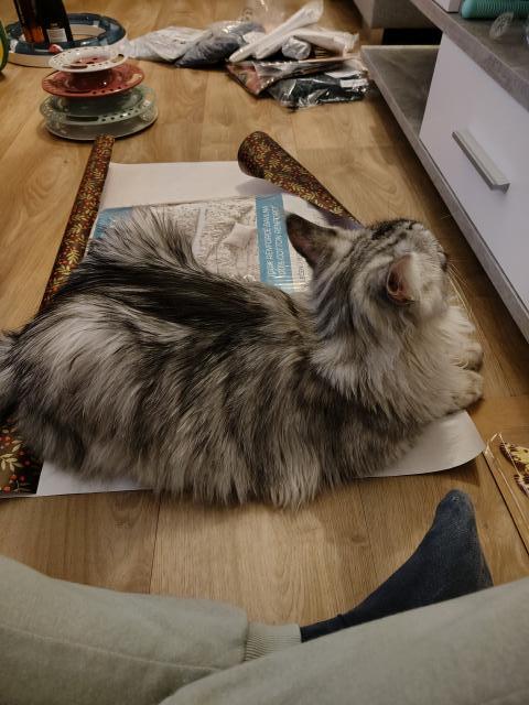 A je�t� sv�domit�ji pom�h�m balit v�no�n� d�rky! Tak nech�pu, pro� m� v tom nejlep��m zav�ela do lo�nice!