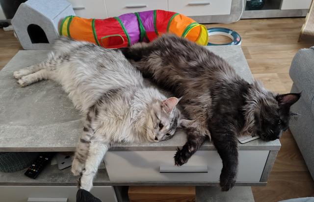 Synchronizovan� le�en�