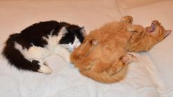 Kry�p�no, p�esta� m� u� lechtat!