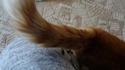 N�kdo zazvonil a mn� se hned naje�il ocas.